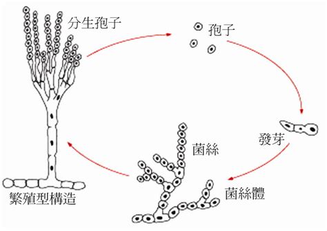 黴菌孢子|黴菌